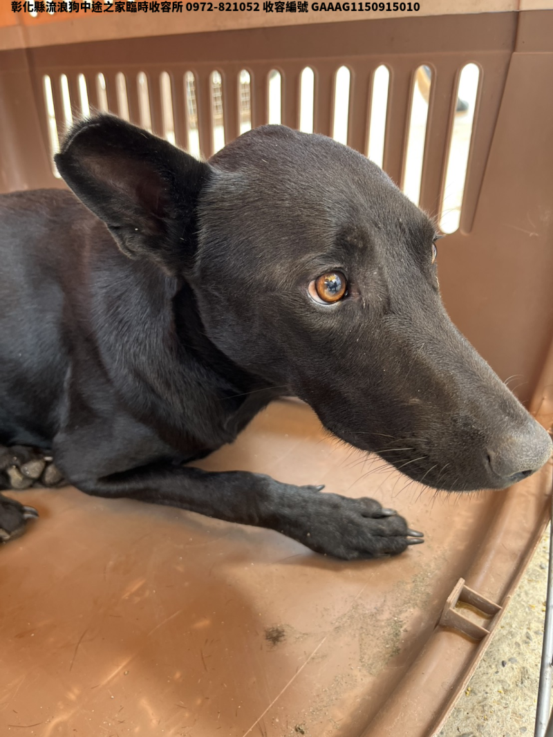 領養中型黑色公犬