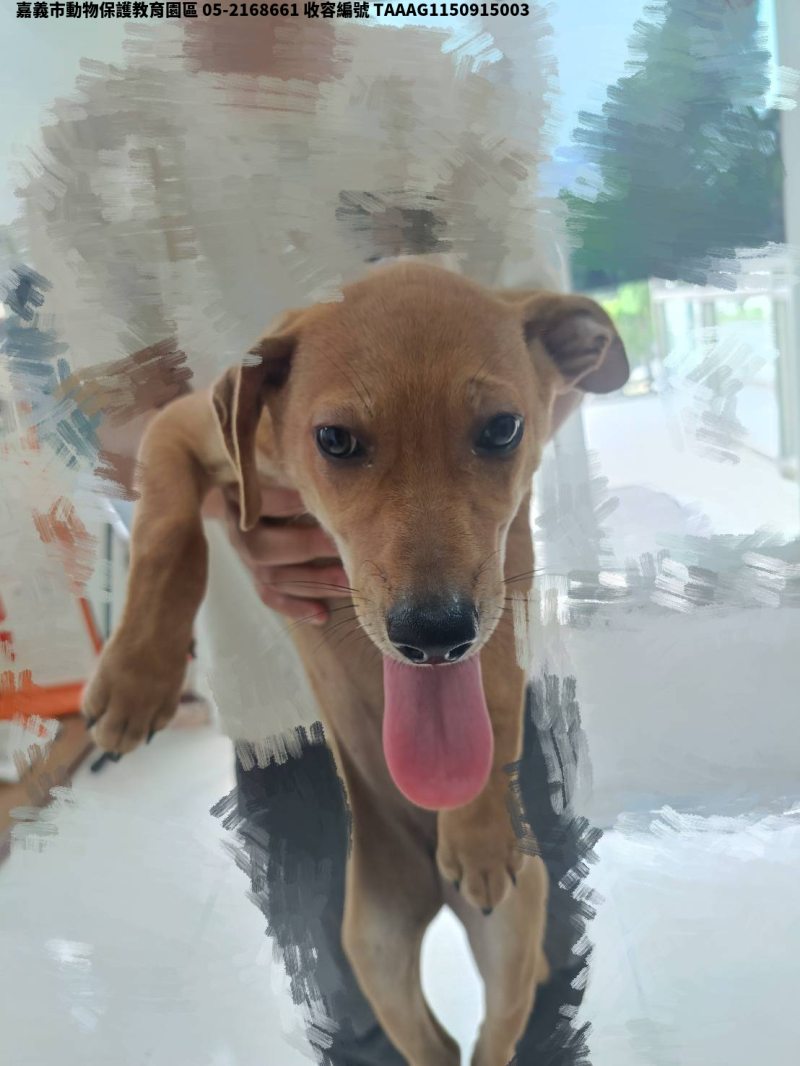 領養小型黃色母犬