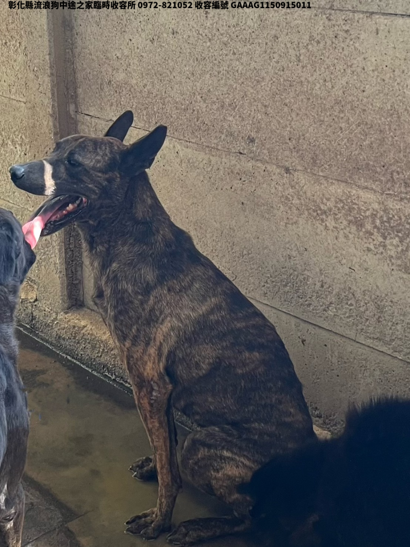 領養中型虎斑色公犬