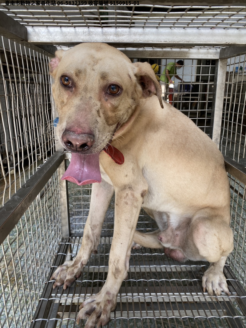 領養中型白色公犬