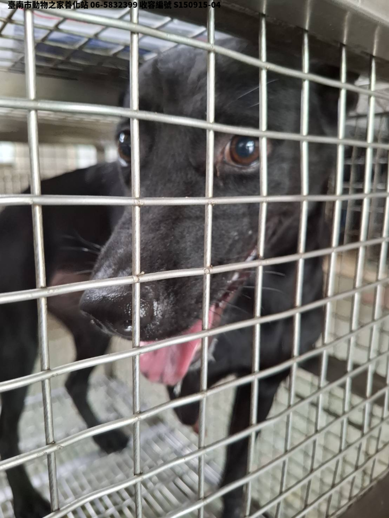 領養中型黑色公犬