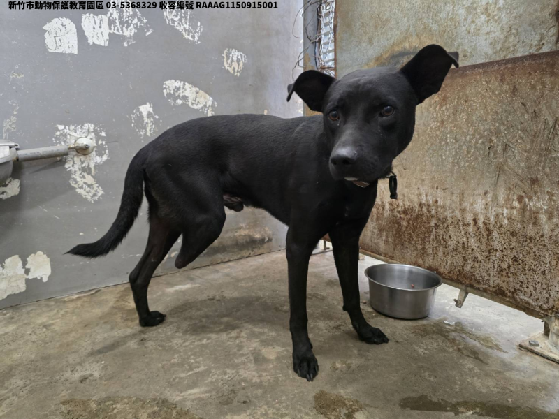 領養中型黑色公犬