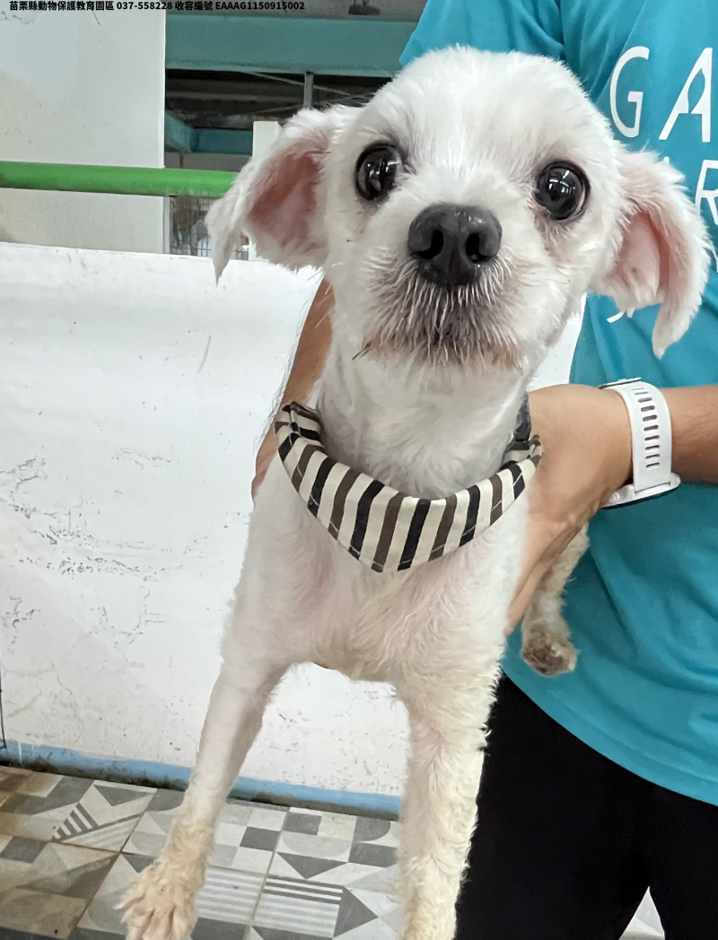 領養小型白色公犬