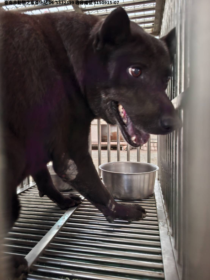 領養中型黑色公犬