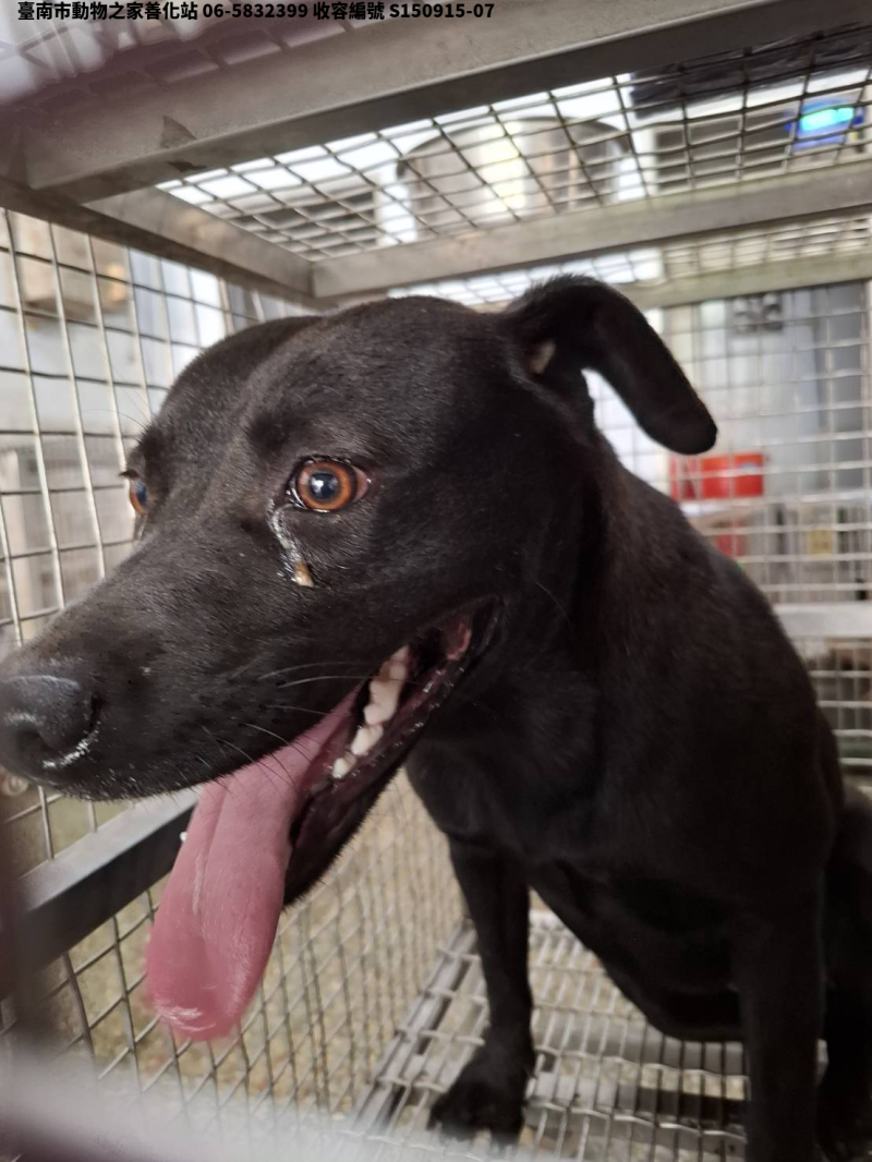 領養中型黑色母犬
