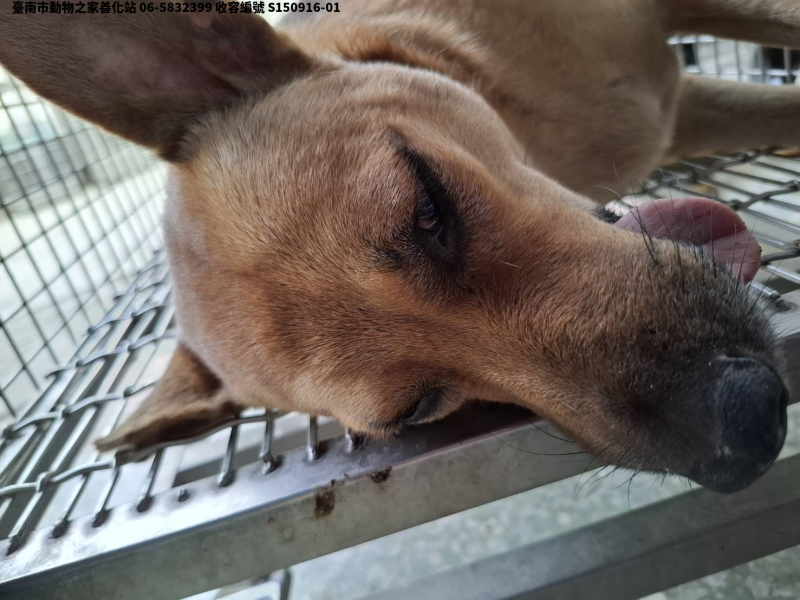 領養中型黃色母犬