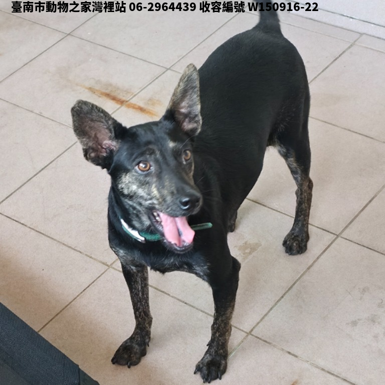 領養中型黑色母犬