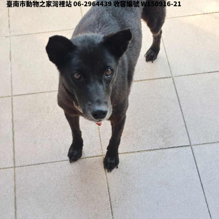 領養中型黑色母犬