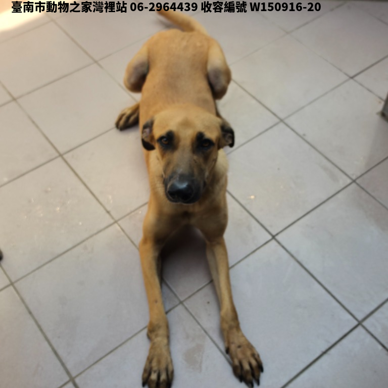 領養中型黃色公犬