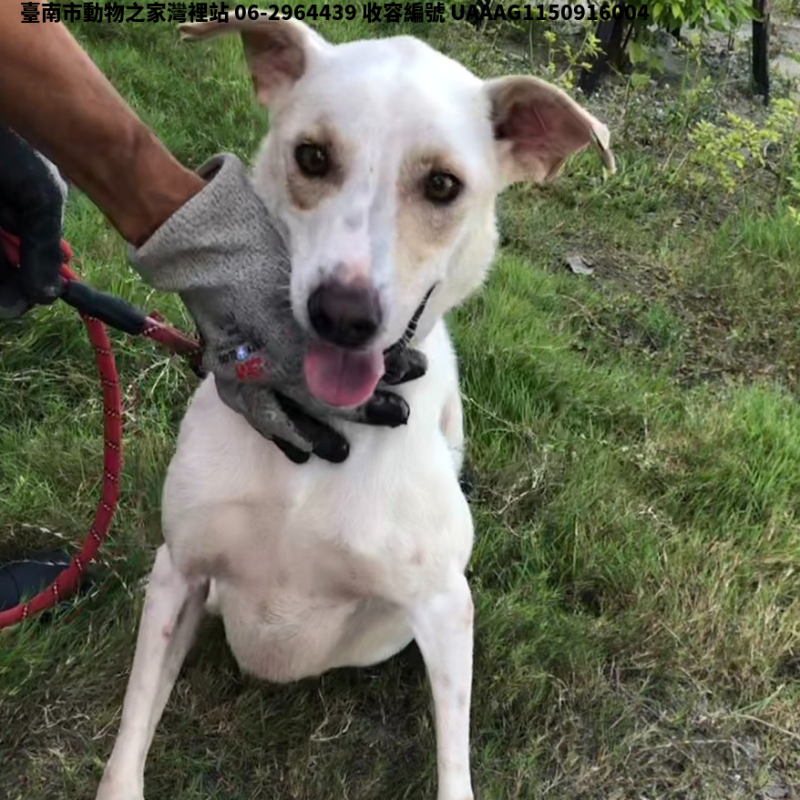 領養中型白色公犬