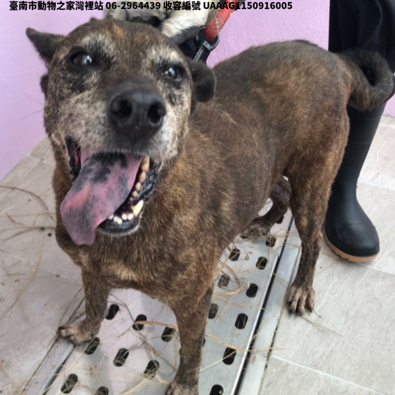 領養中型虎斑色母犬