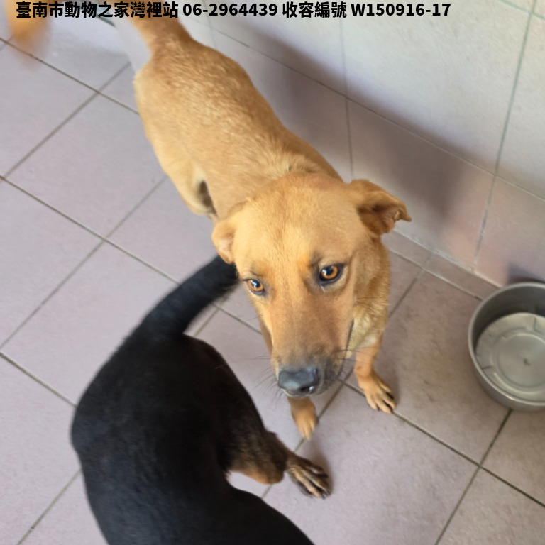 領養中型黃色公犬