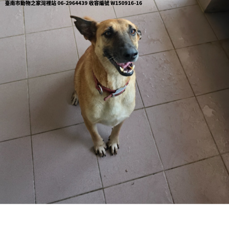 領養中型黃色母犬