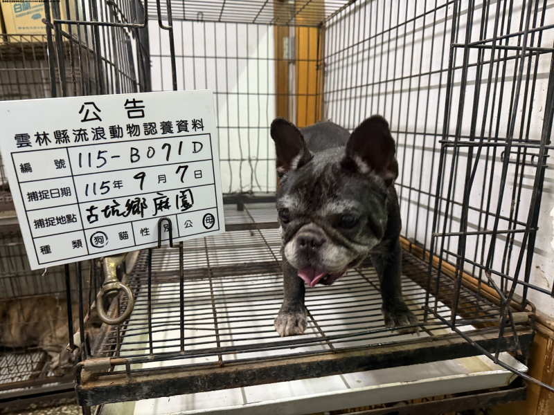 領養中型黑色母犬