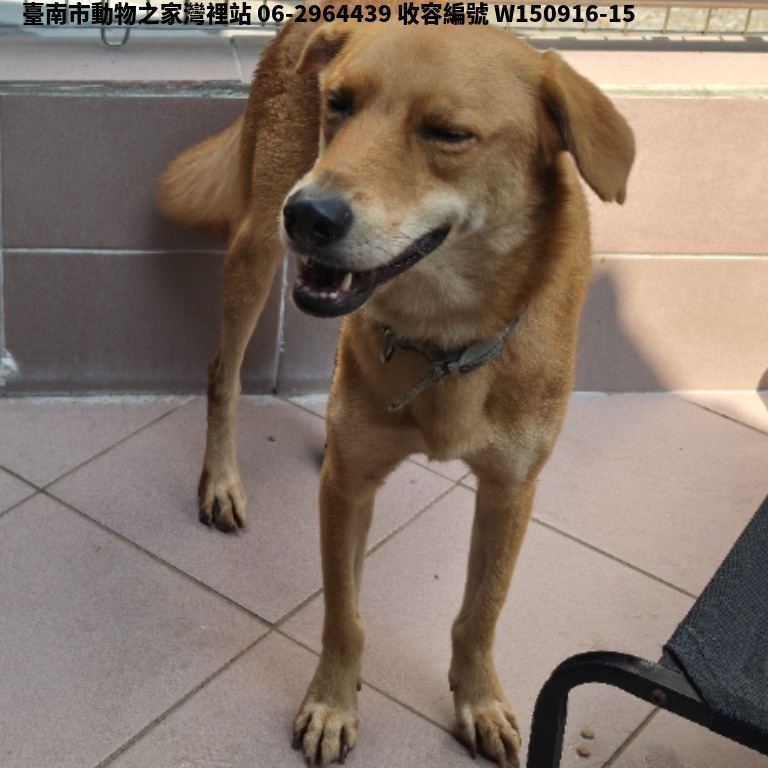 領養中型黃色公犬