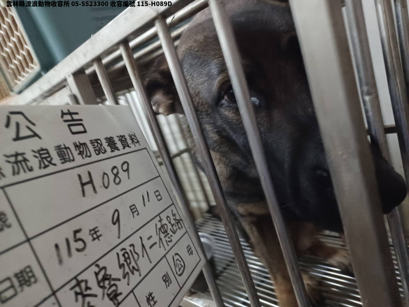 領養大型黑黃色母犬