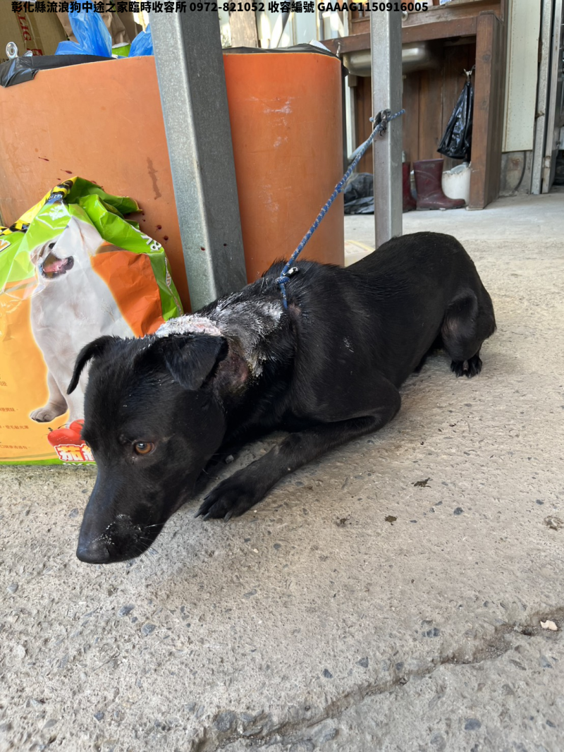 領養中型黑色公犬