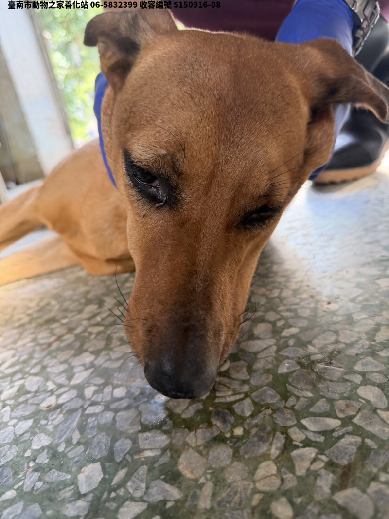 領養中型黃色公犬