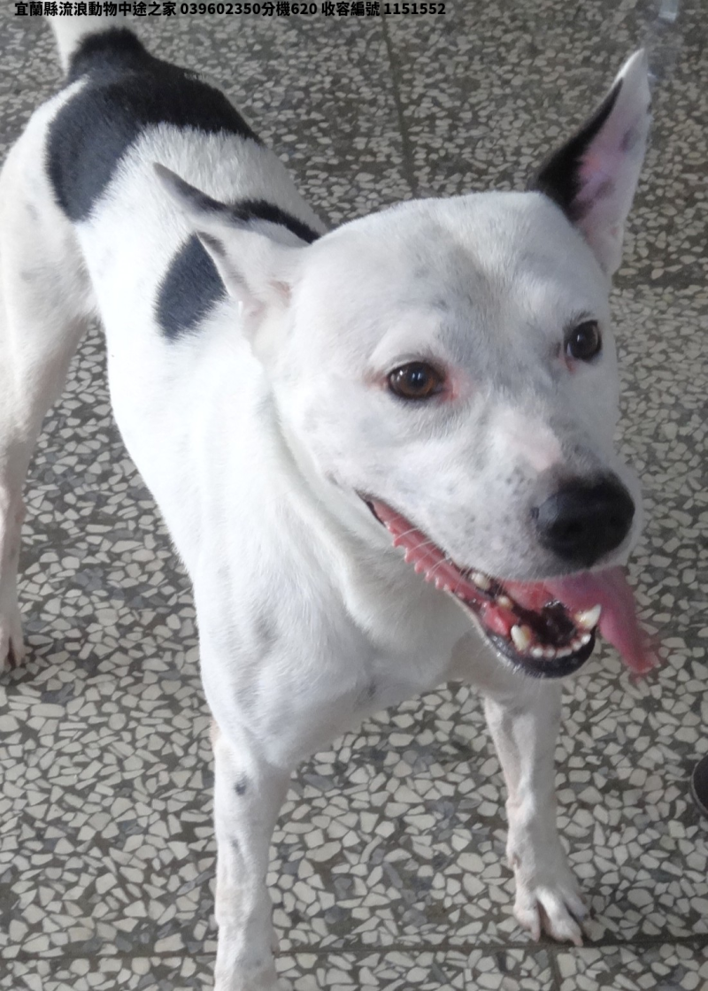 領養大型黑白色公犬