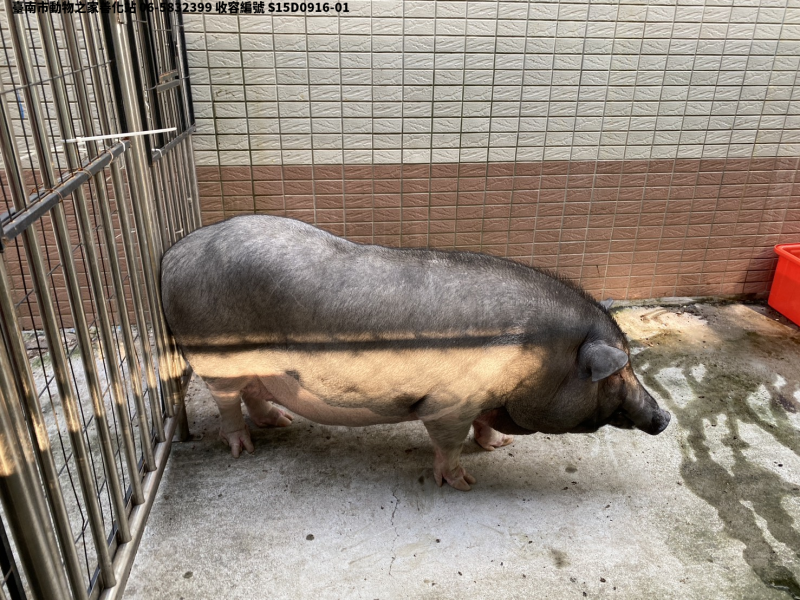 領養大型黑色母其他