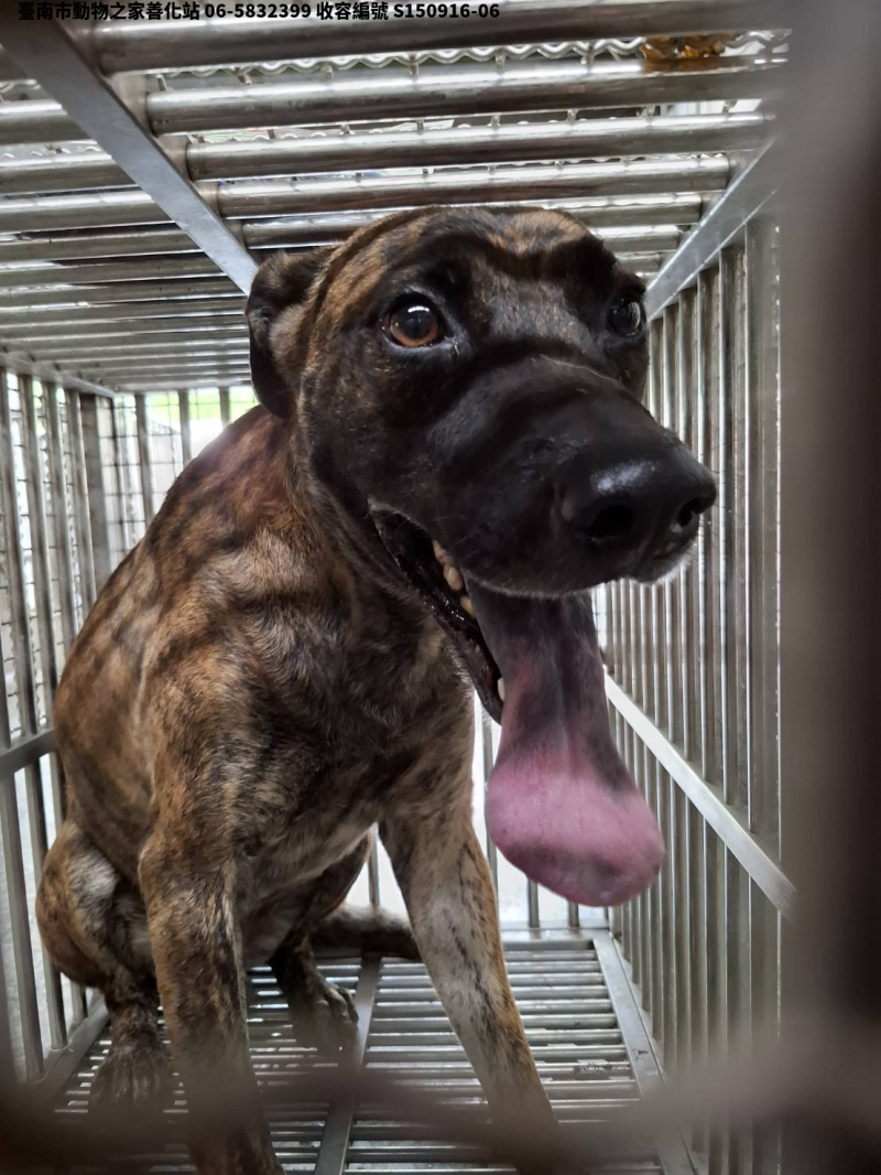 領養中型虎斑色公犬