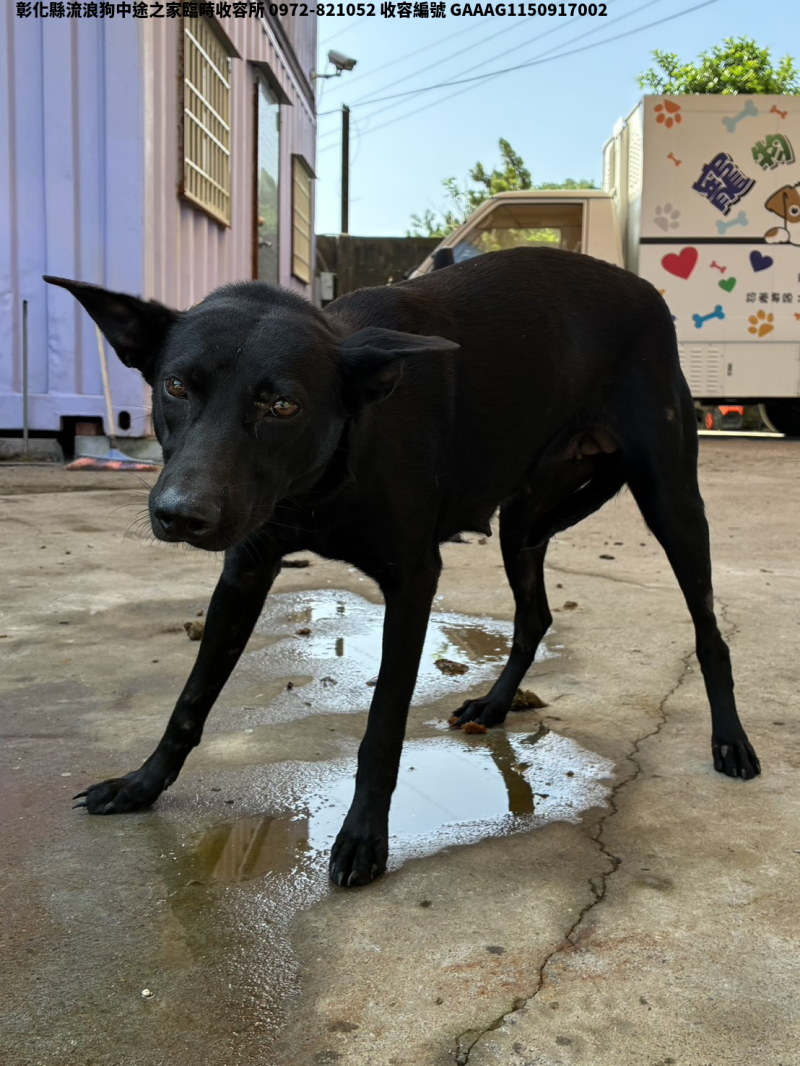領養中型黑色母犬