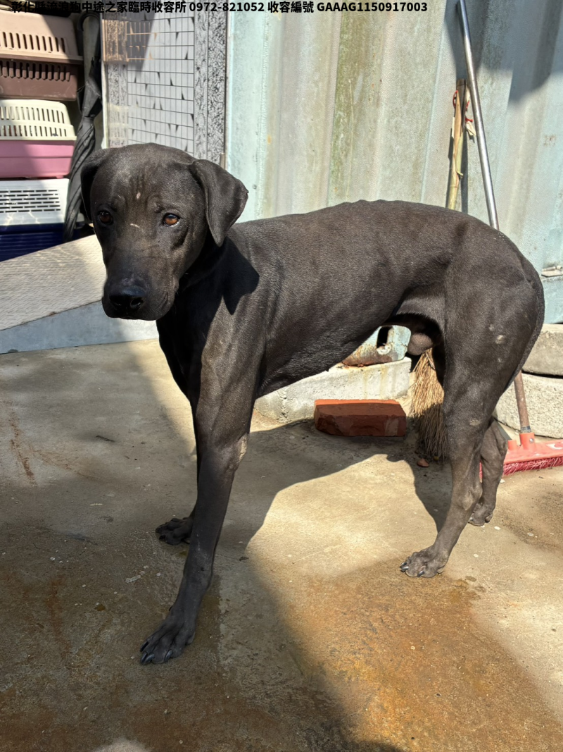 領養中型黑色公犬