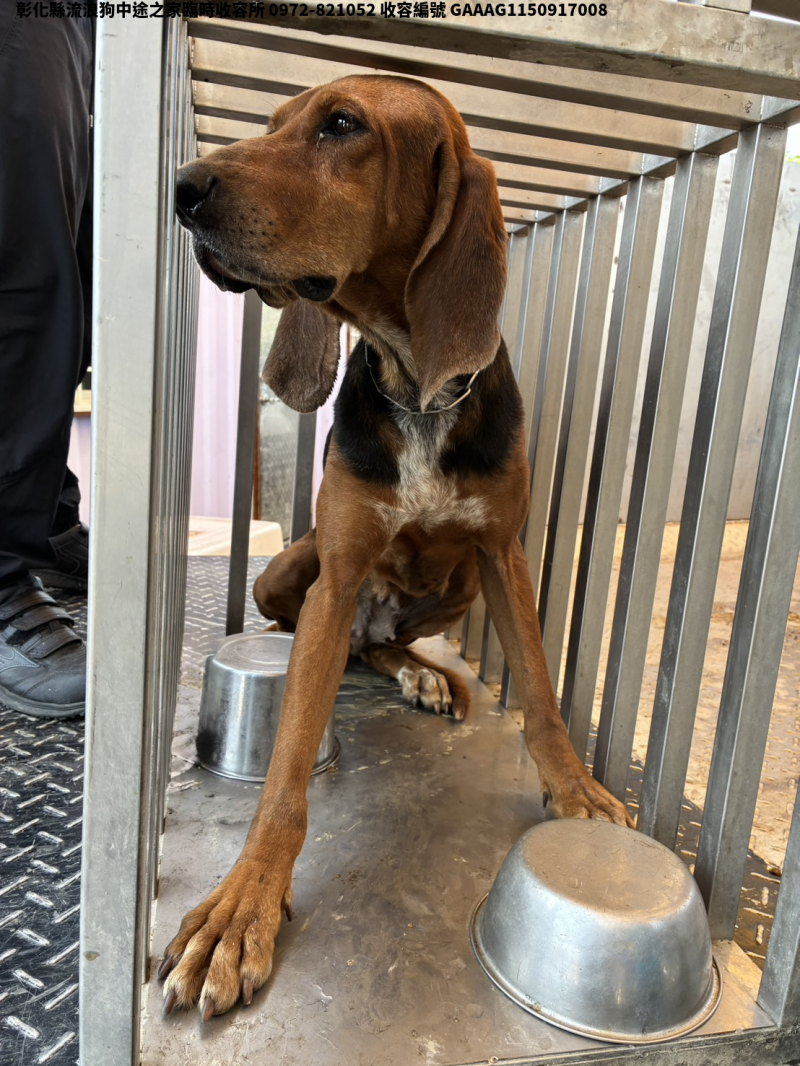 領養中型棕黑色母犬