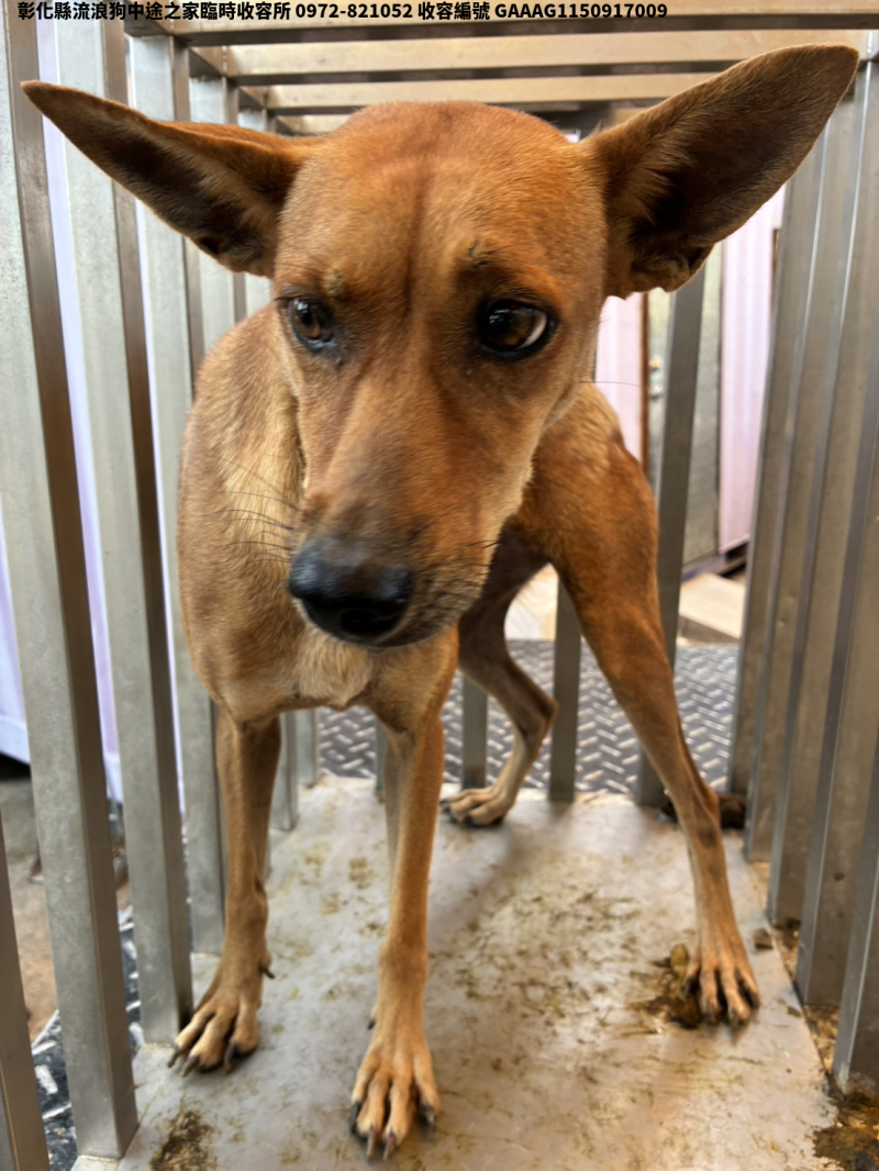 領養中型黃色母犬