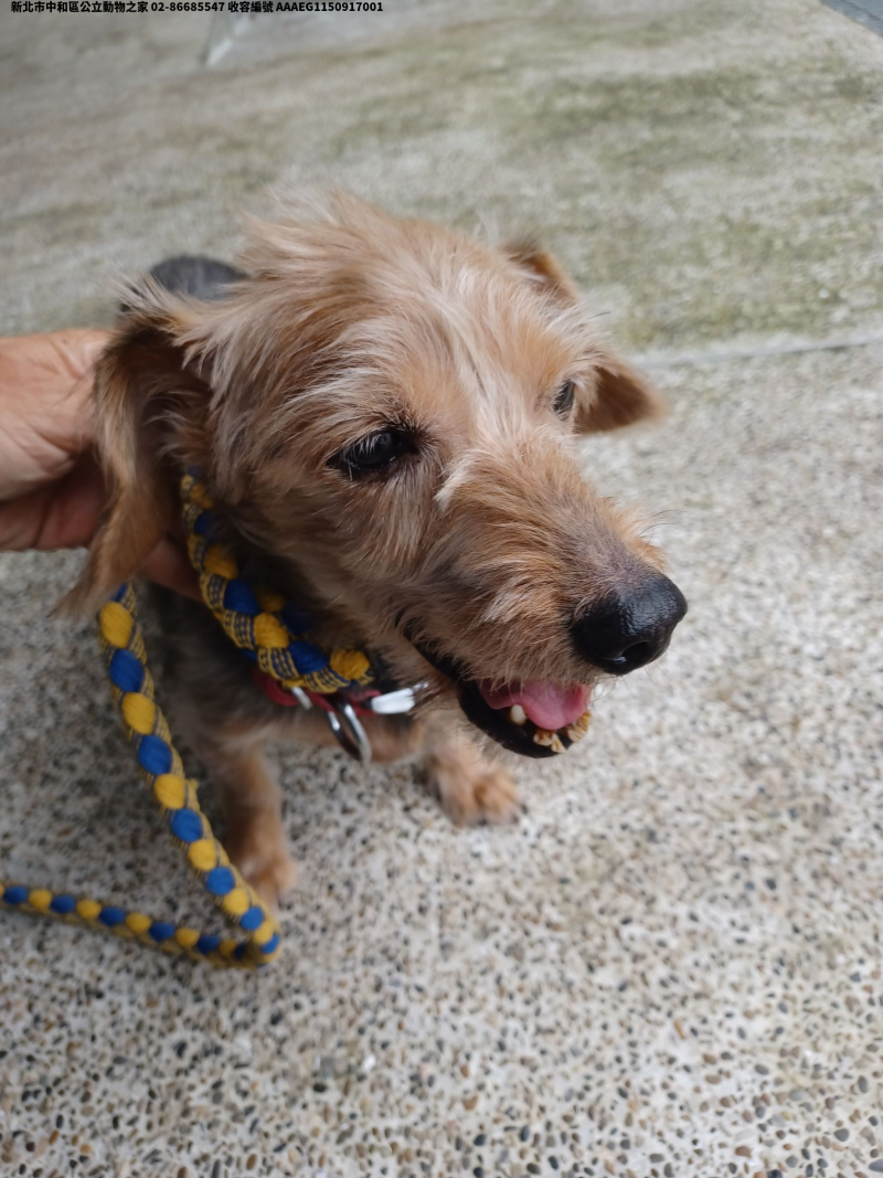 領養小型黑黃色公犬