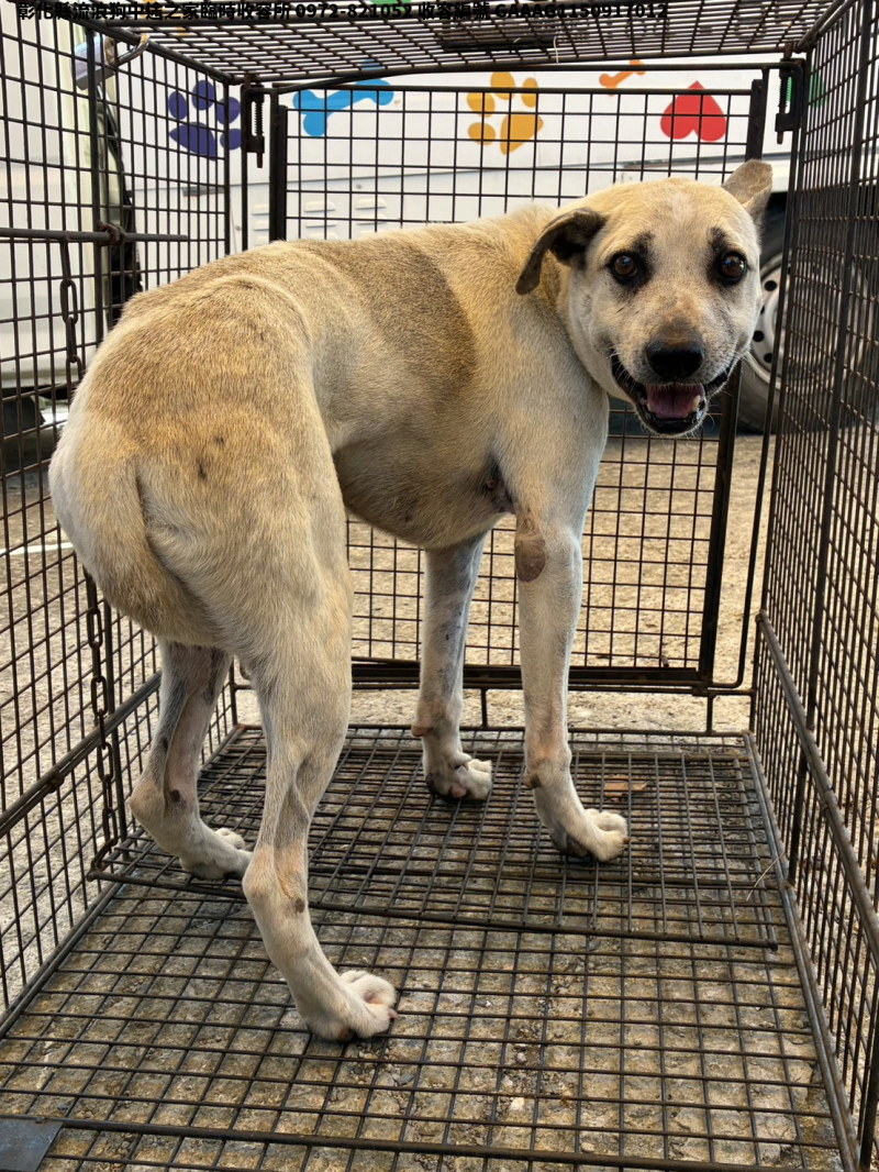 領養中型白色公犬