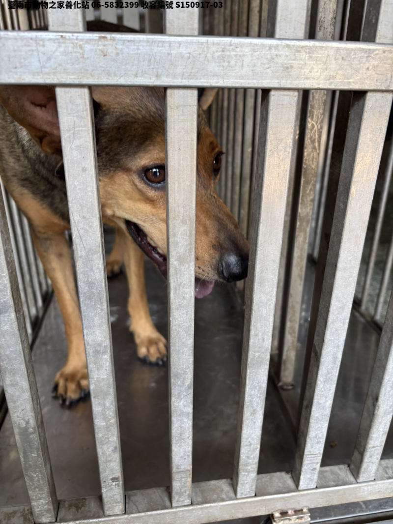 領養中型黑黃色公犬