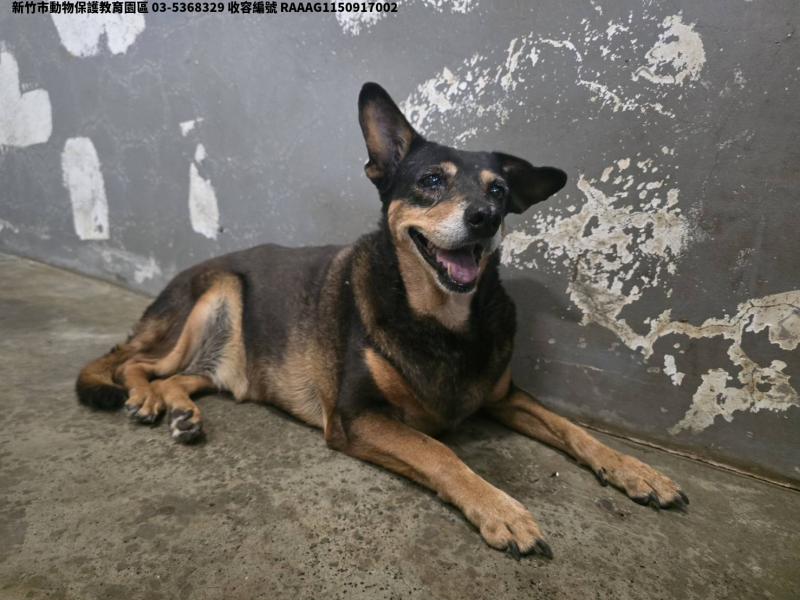 領養中型黑黃色母犬