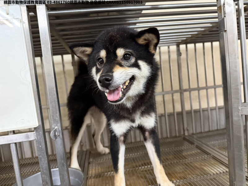 領養小型黑白色母犬
