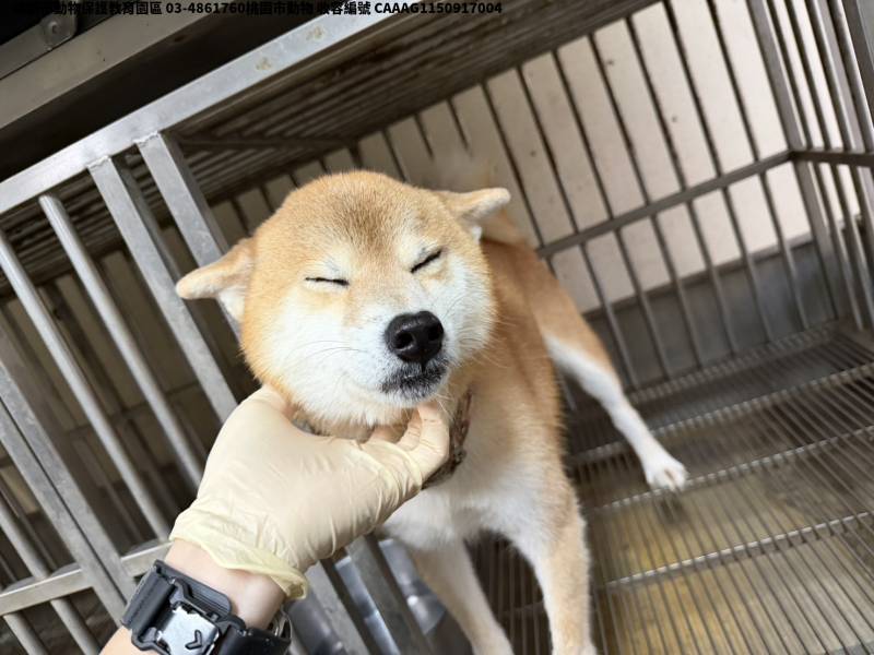 領養中型黃色公犬