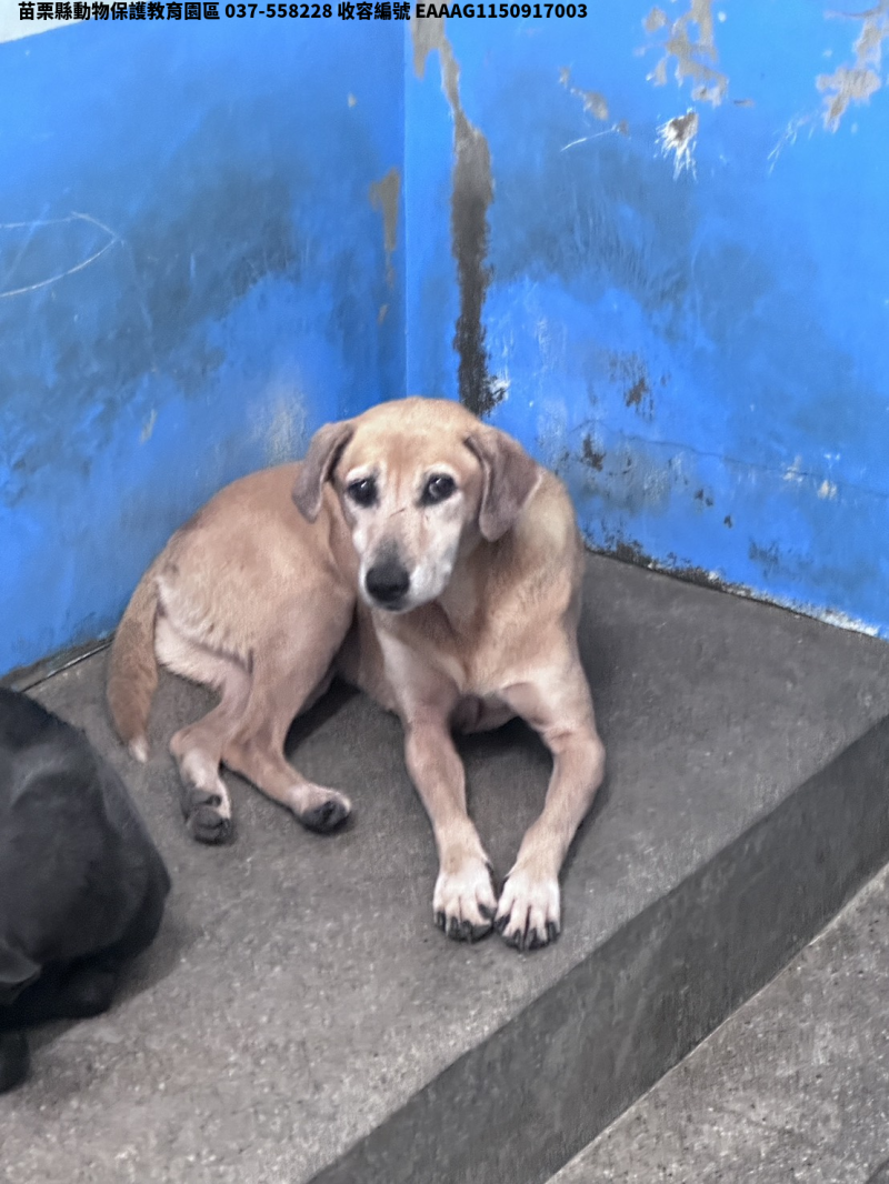 領養大型黃色母犬