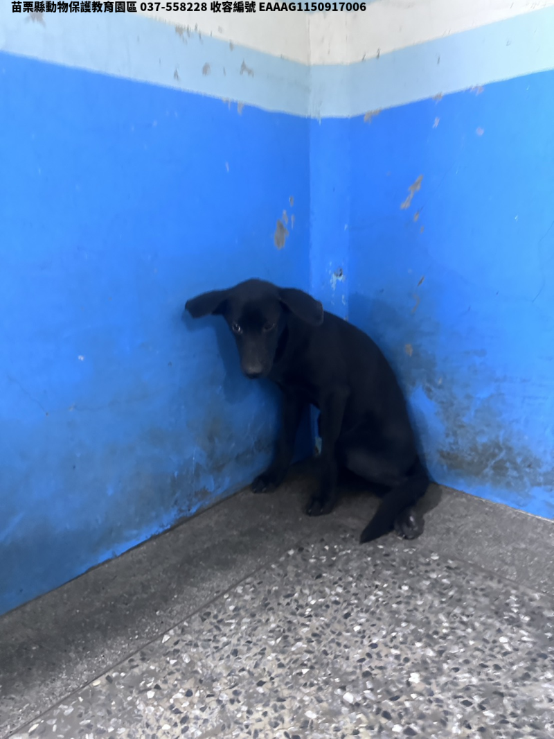 領養大型黑色母犬