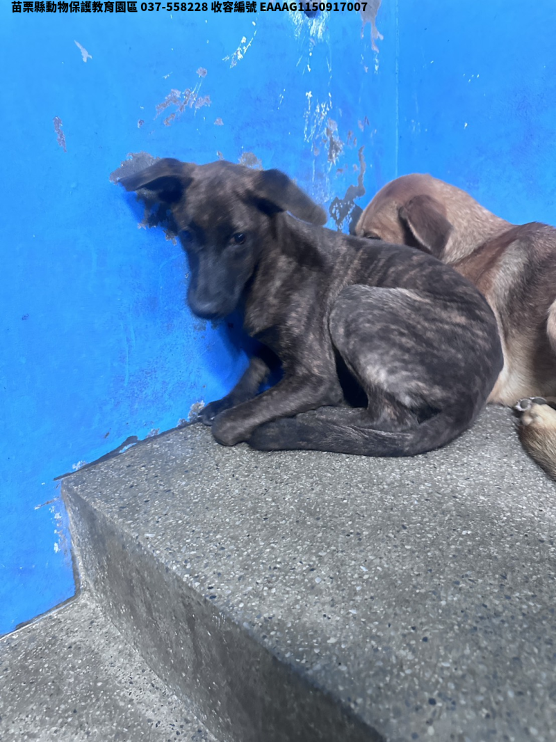 領養大型虎斑色母犬