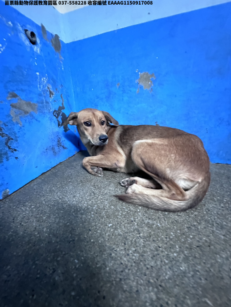 領養大型黃色母犬