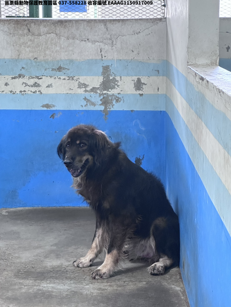 領養大型黑黃色公犬