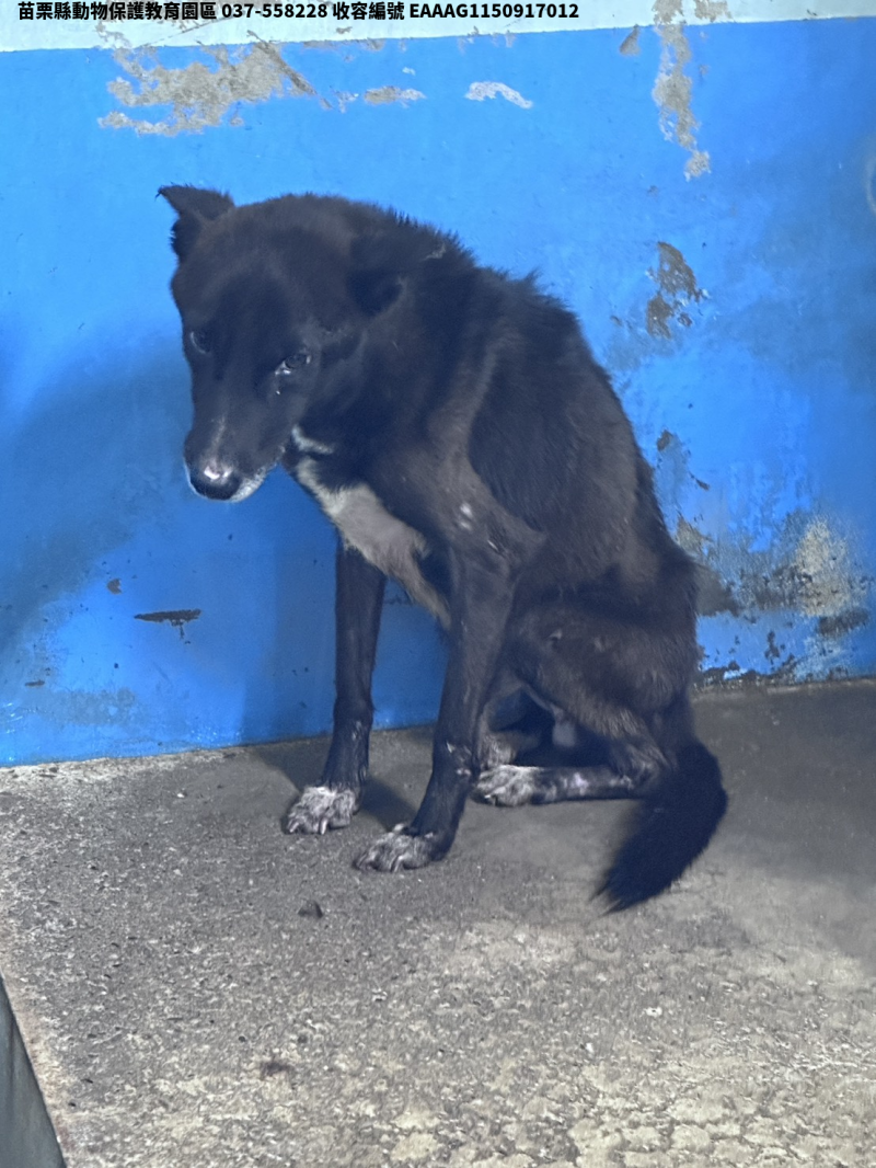 領養大型黑色公犬