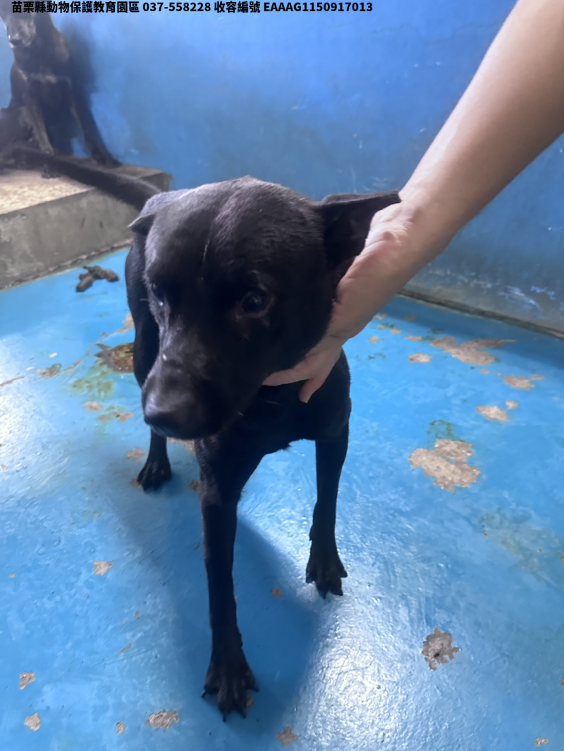 領養大型黑色公犬