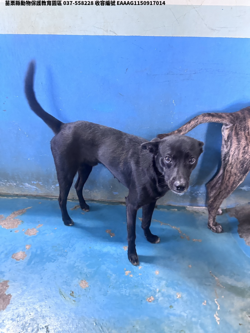 領養大型黑色公犬