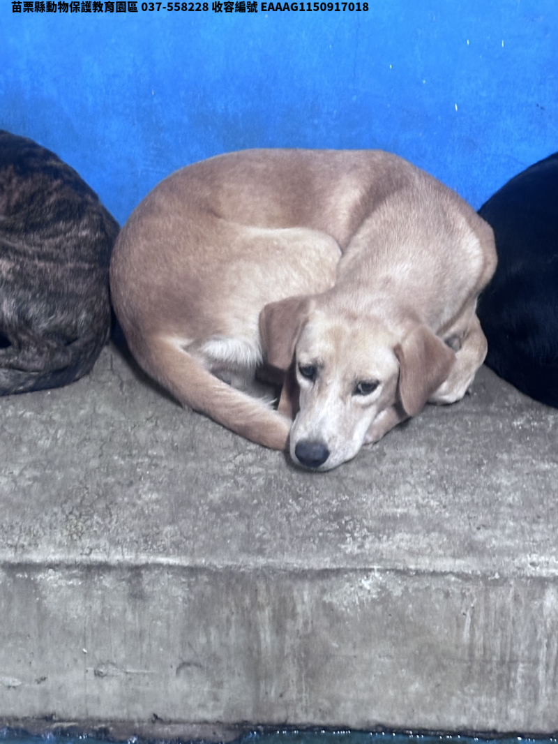 領養大型黃色母犬