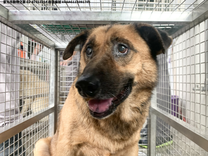 領養中型黑棕色公犬