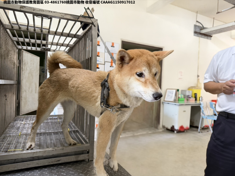 領養中型黃色母犬