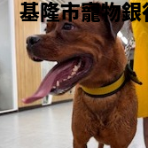 領養大型棕色母犬