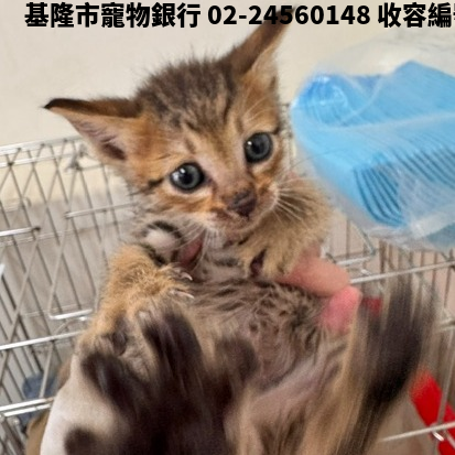 領養小型虎斑色公貓