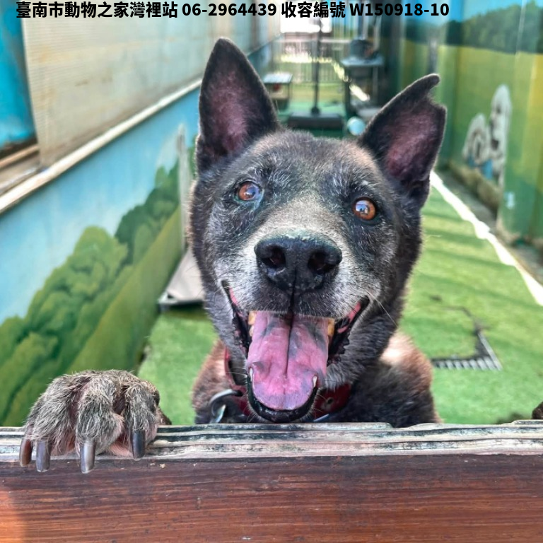 領養中型灰色公犬