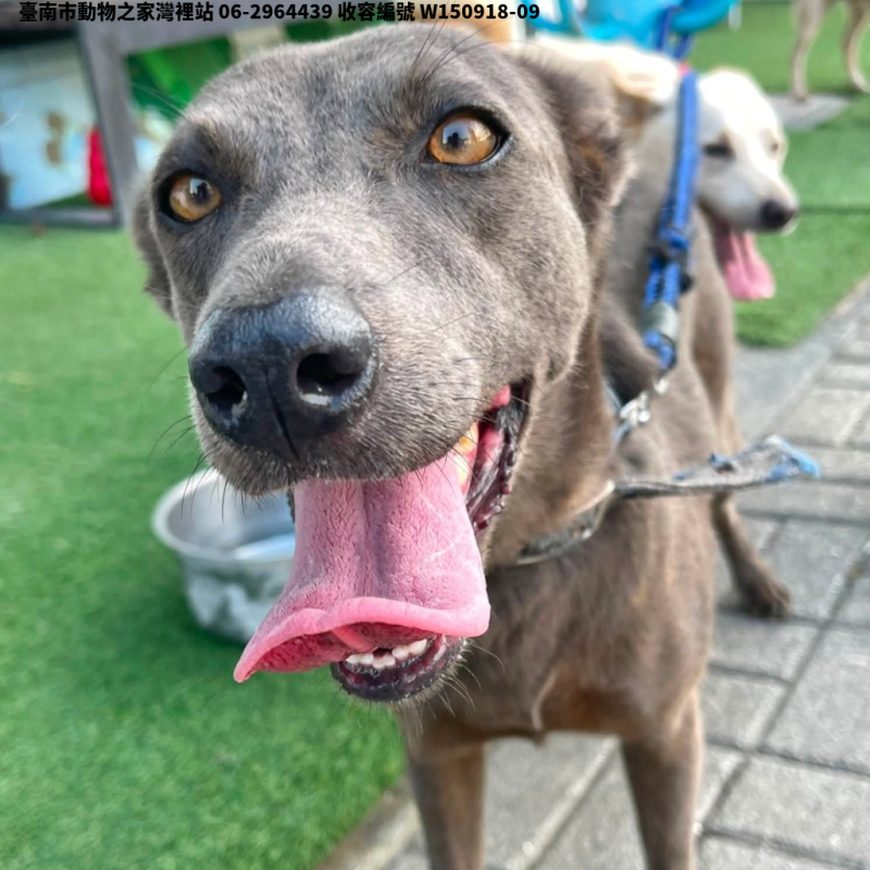 領養中型灰色母犬